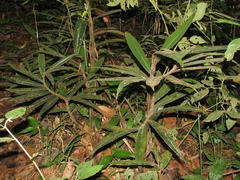 Costus asplundii