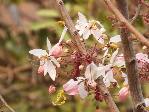 Cassia bakeriana