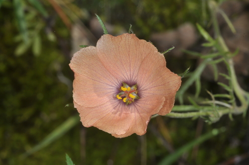 Image of Turnera sidoides by (c) aacocucci, some rights reserved (CC BY)