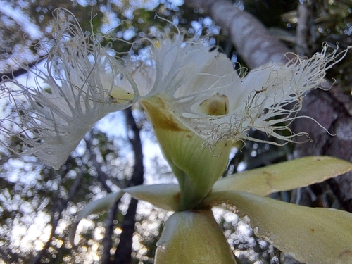Image of Rhyncholaelia digbyana by (c) Jalil R., some rights reserved (CC BY-SA)