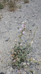 Sphaeralcea ambigua rosacea