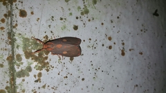 Ammatho cuneonotatus