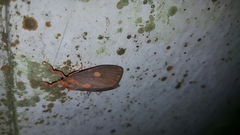 Ammatho cuneonotatus