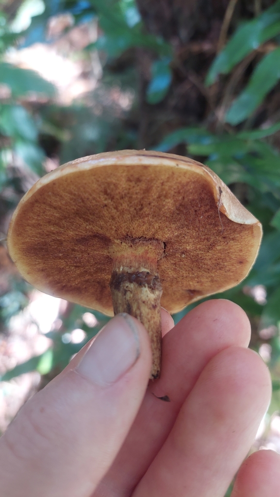 Suillus grevillei · February 2025 · photo: © jasmine532 (iNaturalist, cc0)