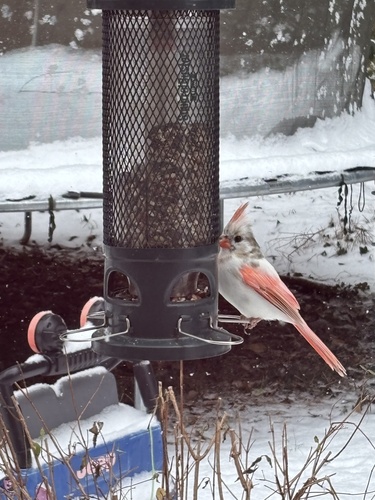 Northern Cardinal photographed in North Carolina