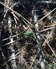 Chorthippus binotatus