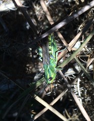 Chorthippus binotatus
