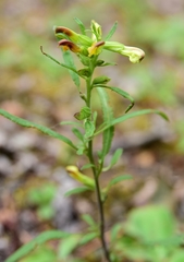 Pedicularis labradorica