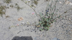 Sphaeralcea ambigua rosacea