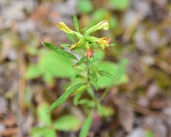 Pedicularis labradorica