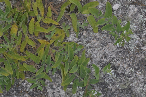 Image of Lepechinia meyenii by (c) aacocucci, some rights reserved (CC BY)
