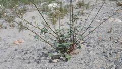 Sphaeralcea ambigua rosacea