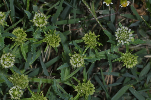 Image of Acicarpha tribuloides by (c) aacocucci, some rights reserved (CC BY)