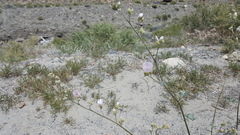 Sphaeralcea ambigua rosacea