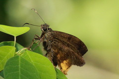 Typhedanus ampyx