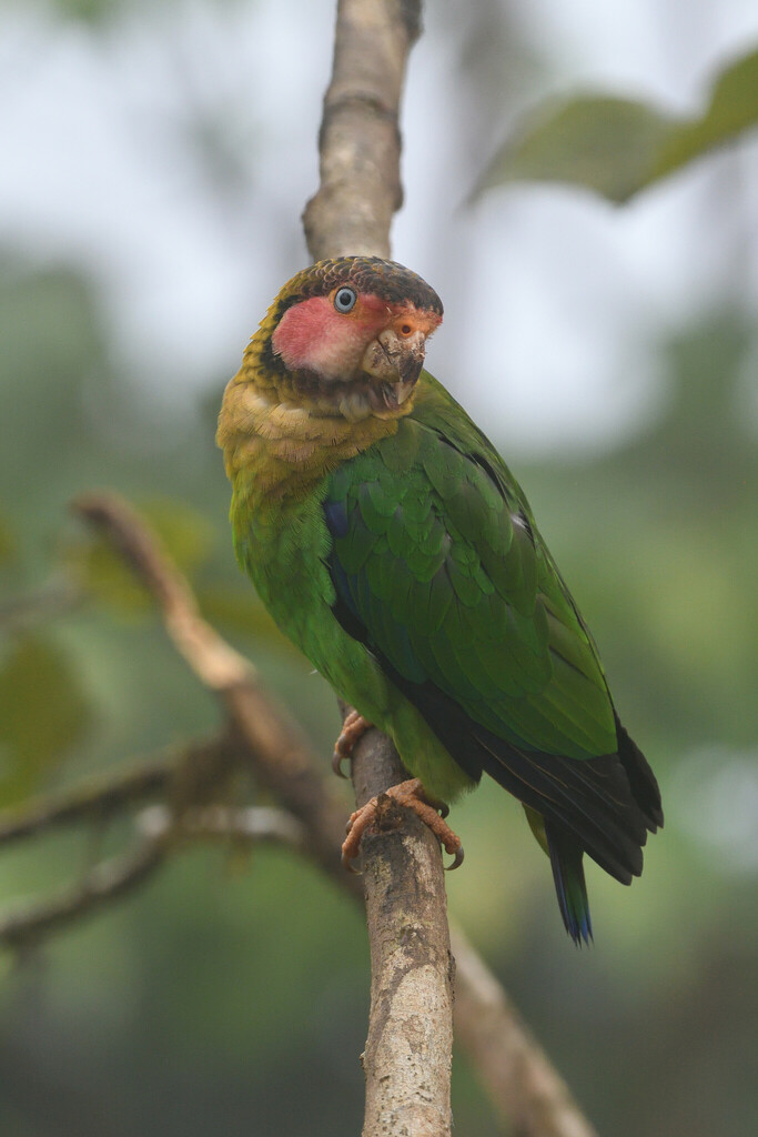 Rose-faced Parrot photo