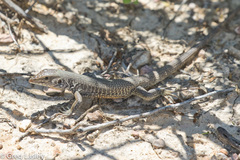 Aspidoscelis marmoratus