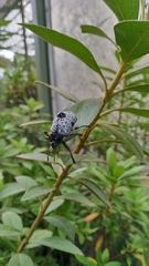 Cypherotylus debauvei