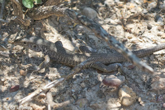 Aspidoscelis marmoratus