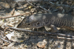 Aspidoscelis marmoratus