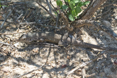 Aspidoscelis marmoratus