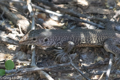 Aspidoscelis marmoratus