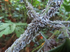 Neoprociphilus aceris