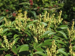 Pieris floribunda