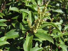 Pieris floribunda