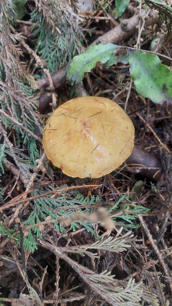Suillus grevillei · February 2025 · photo: © jasmine532 (iNaturalist, cc0)
