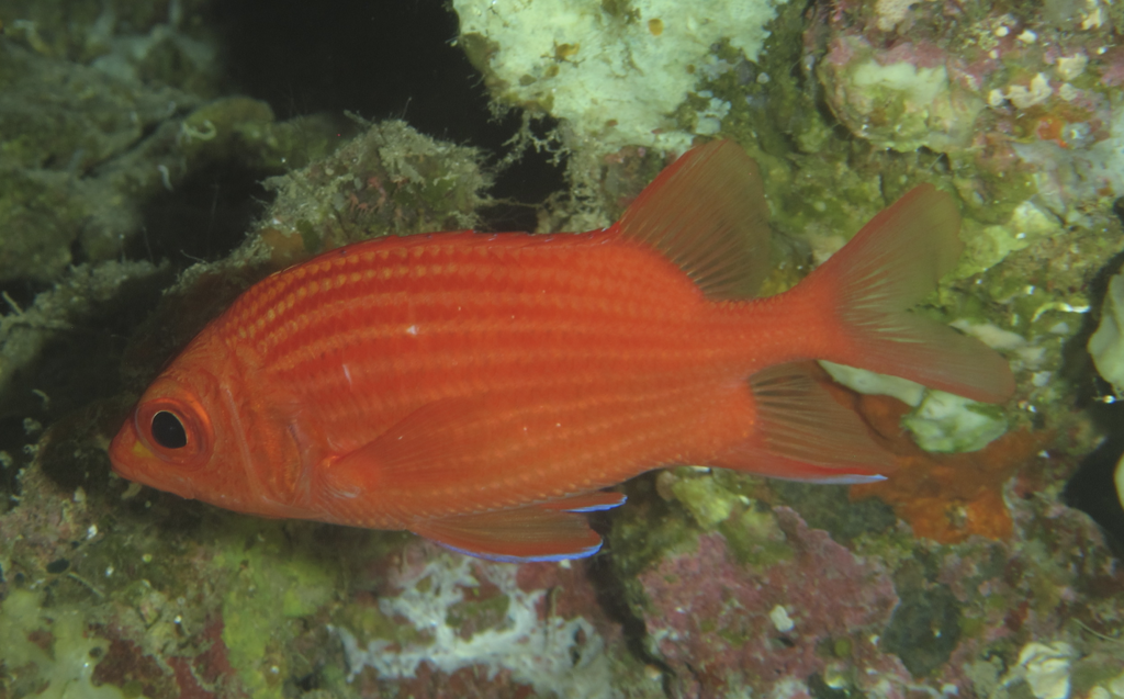 Pink Squirrelfish (Sargocentron tiereoides)