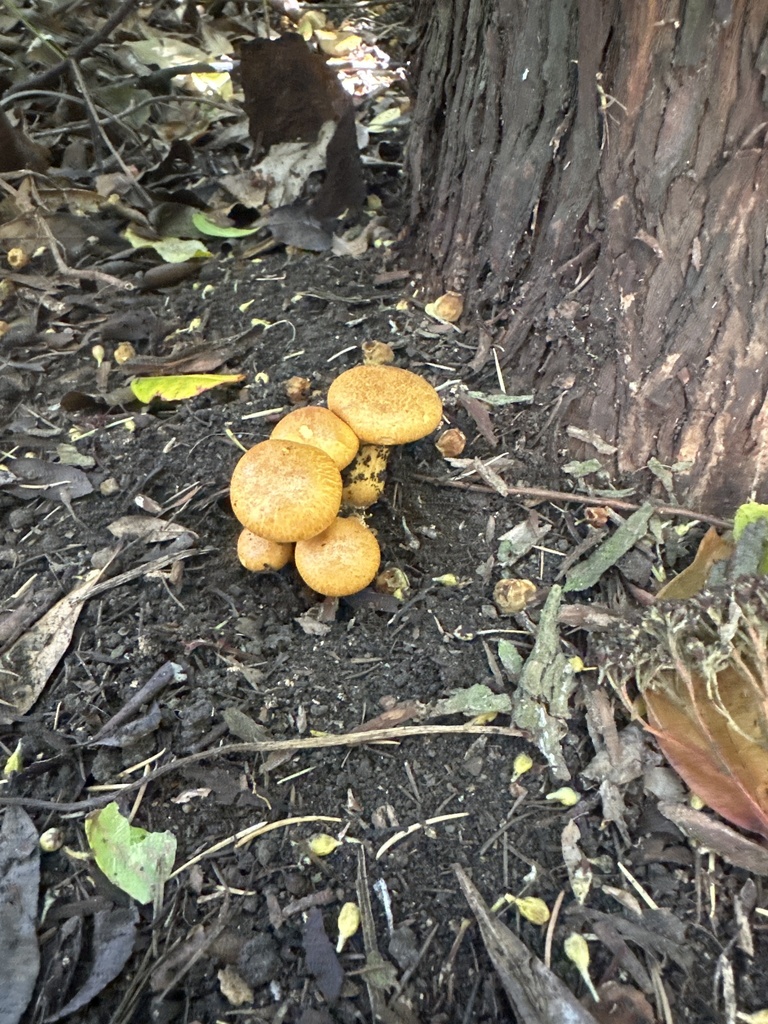 Gymnopilus junonius · February 2025 · photo: © dqmcd (iNaturalist, cc-by)