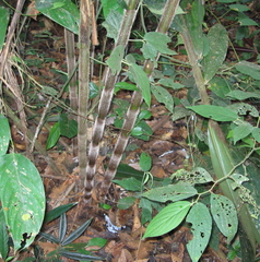 Costus asplundii