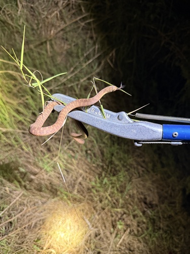 Central African Egg-eating Snake
