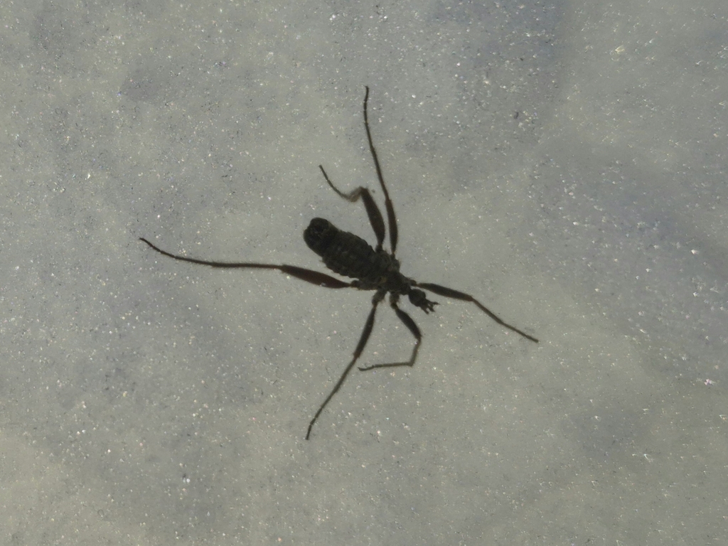 Chionea alexandriana