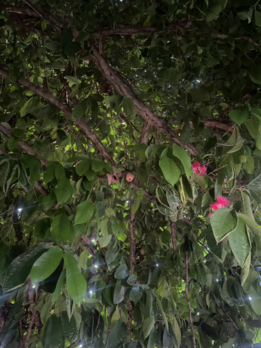 Syzygium malaccense - Whole tree