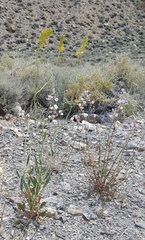 Sphaeralcea ambigua rosacea