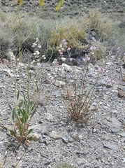 Sphaeralcea ambigua rosacea