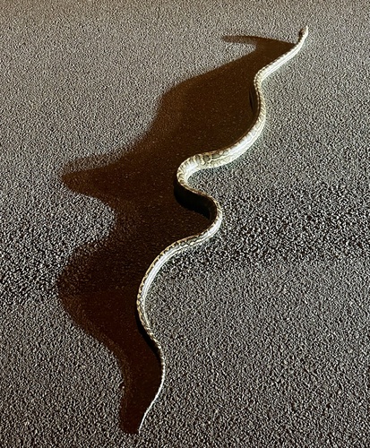 Coastal Carpet Python sighting