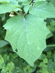 Physalis grisea
