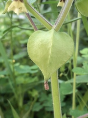 Physalis grisea