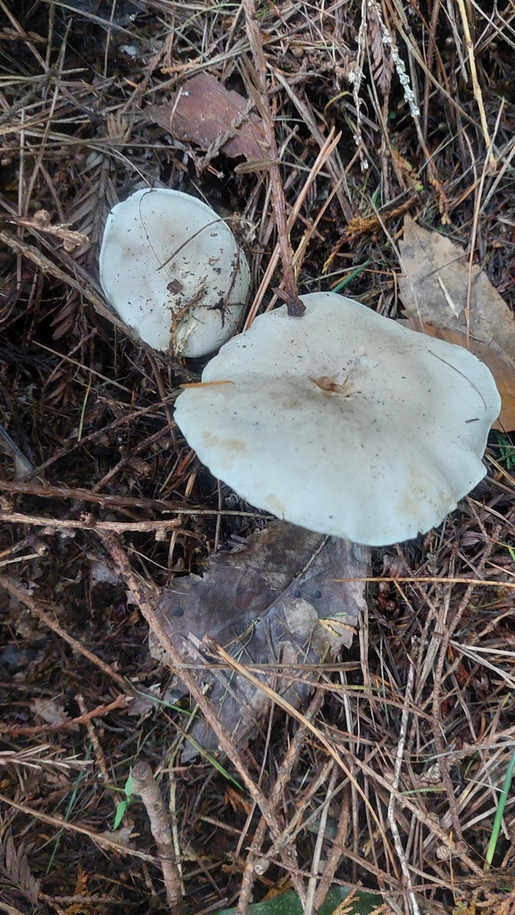 Clitocybe nebularis · February 2025 · photo: © jasmine532 (iNaturalist, cc0)