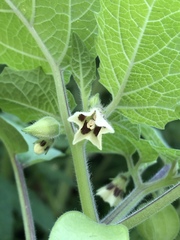 Physalis grisea