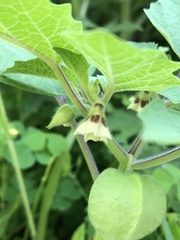Physalis grisea