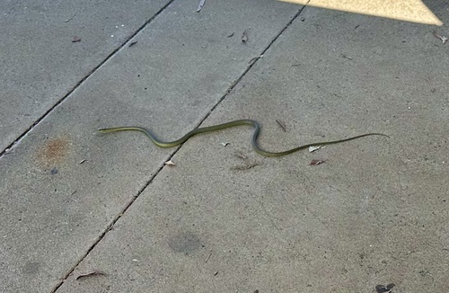 Common Tree Snake sighting