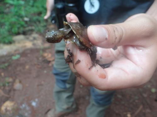 Creaser's Mud Turtle