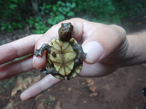 Creaser's Mud Turtle