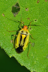 Poecilocapsus nigriger