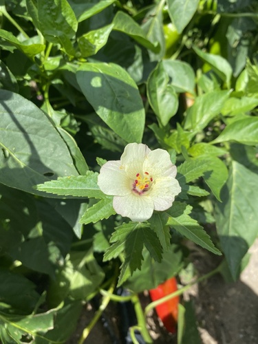 Hibiscus richardsonii