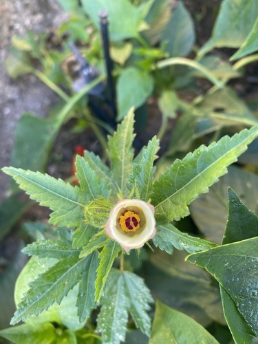 Hibiscus richardsonii, photograph 2
